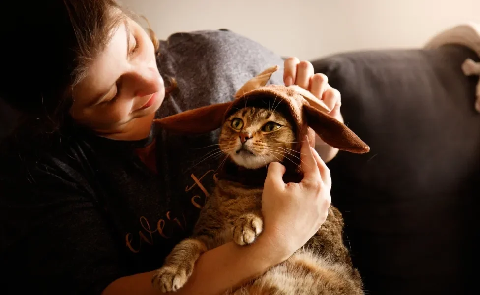 gato fantasiado no natal