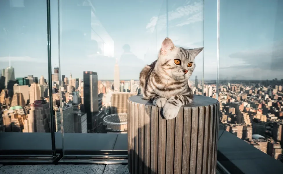 gato em nova york