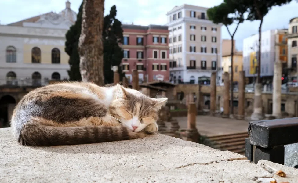 gato em roma