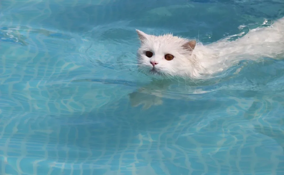 gato branco nadando na piscina