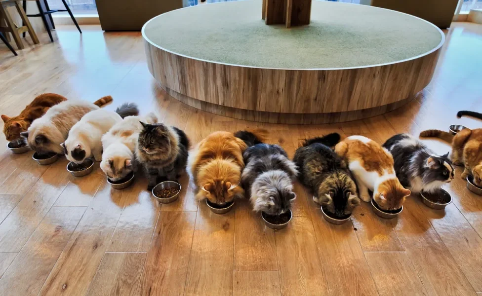 gatos em um cat café em tóquio