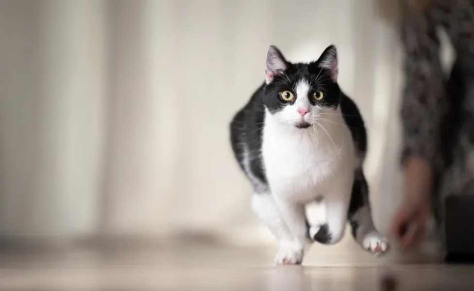 gato correndo pela casa