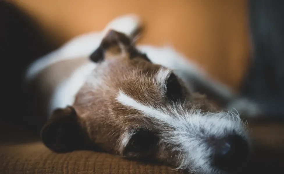 Cão deitado com semblante abatido, possivelmente doente