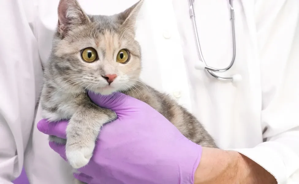 glândula adenal de gatos: gato sendo segurado pelo veterinário