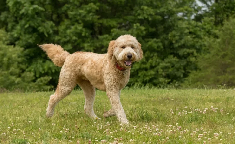 Goldendoodle ao ar livre