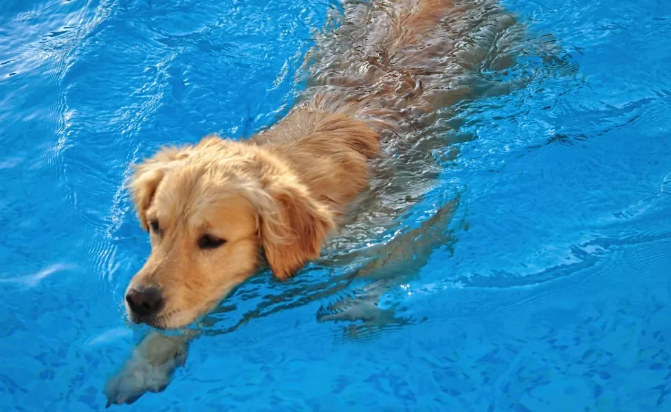 Cachorro Golden Retriever nadando em piscina