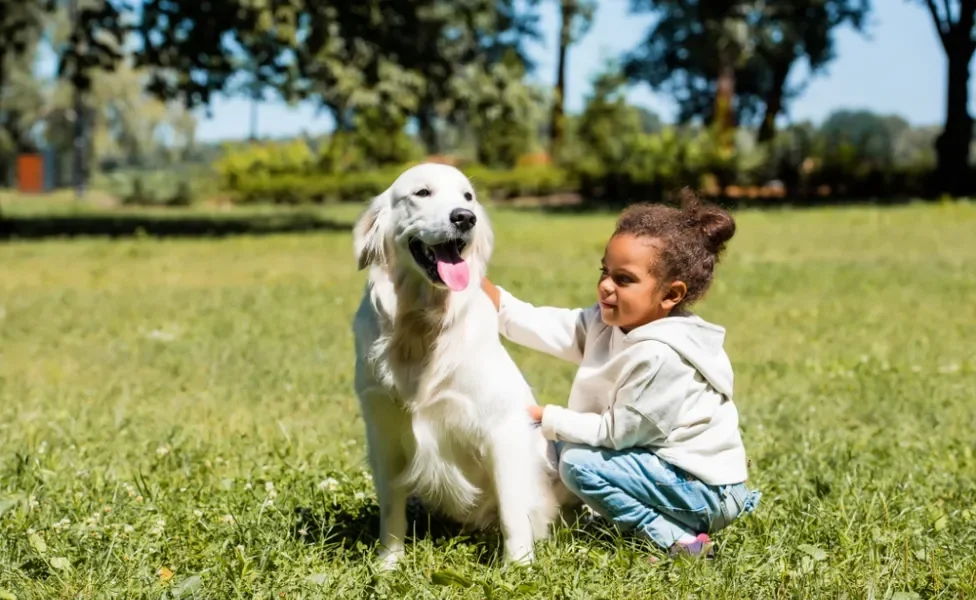 Golden Retriever ao ar livre com criança