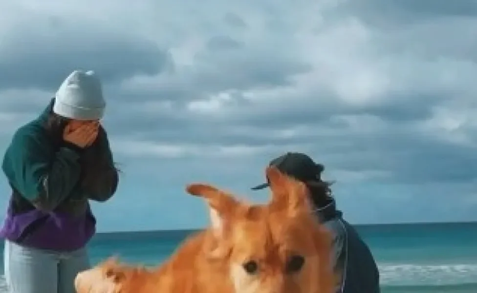 Golden Retriever na praia com tutores