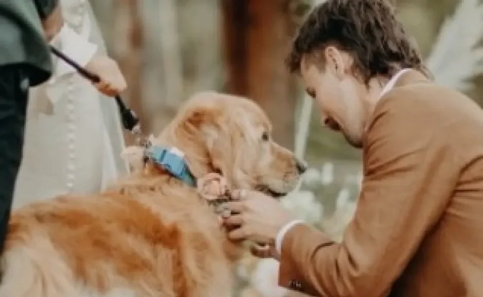 Golden Retriever ao lado de tutores no dia do casamento deles