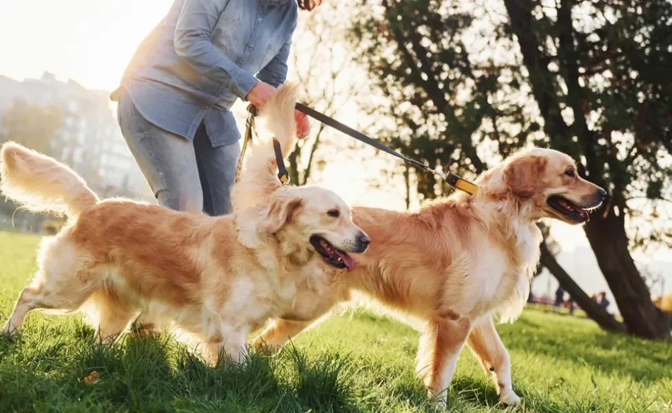 Dois Golden Retriever passeando ao ar livre com humano