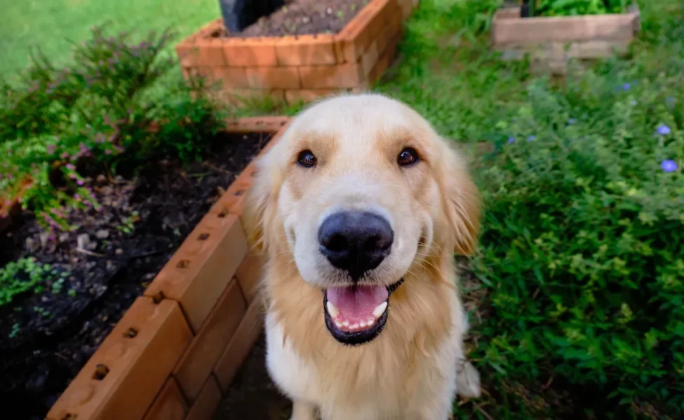 golden retriever sentado ao ar livre