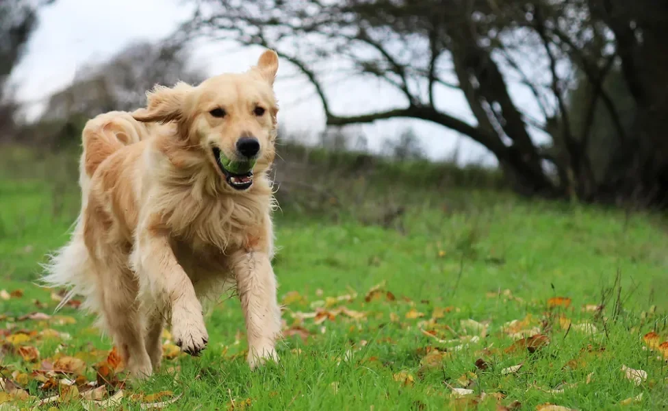 cachorro golden retriever correndo com bolinha na boca