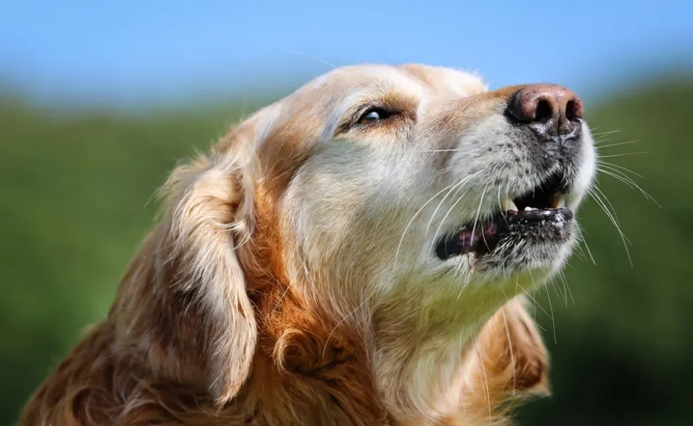 cachorro golden retriever latindo