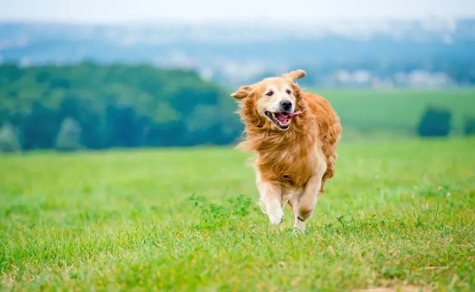 cachorro golden retriever correndo