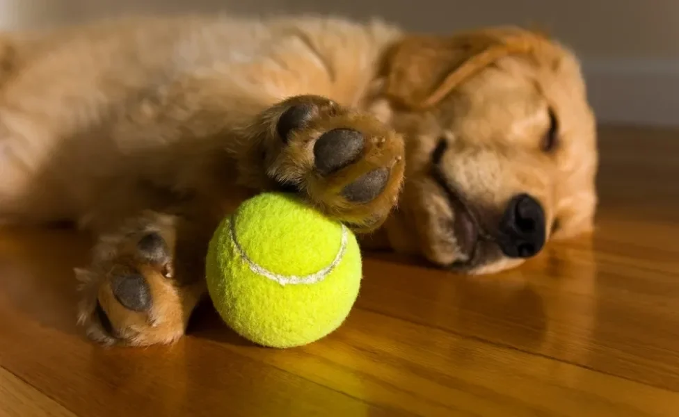 golden retriever filhote dormindo com bolinha de tênis 