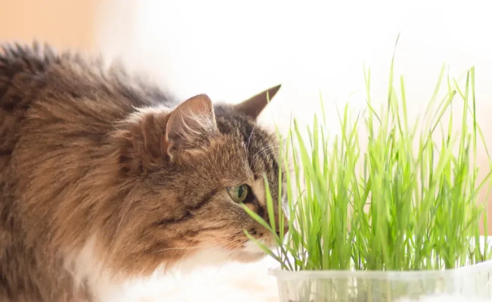 gato olhando para vaso com grama para gatos