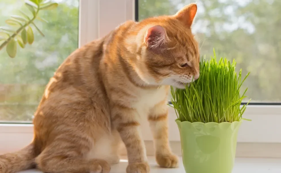 gato comendo grama