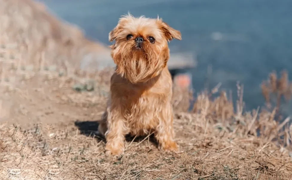 cachorro griffon belga no mato