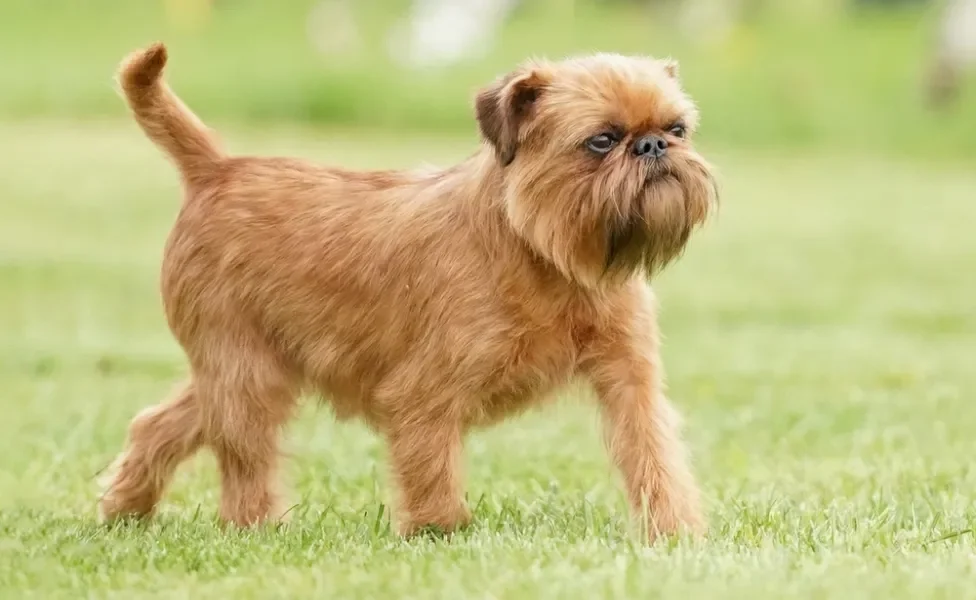 cachorro griffon de bruxelas andando na grama