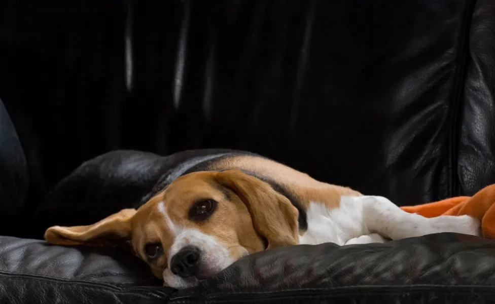 gripe em cachorro: cão deitado doente no sofá