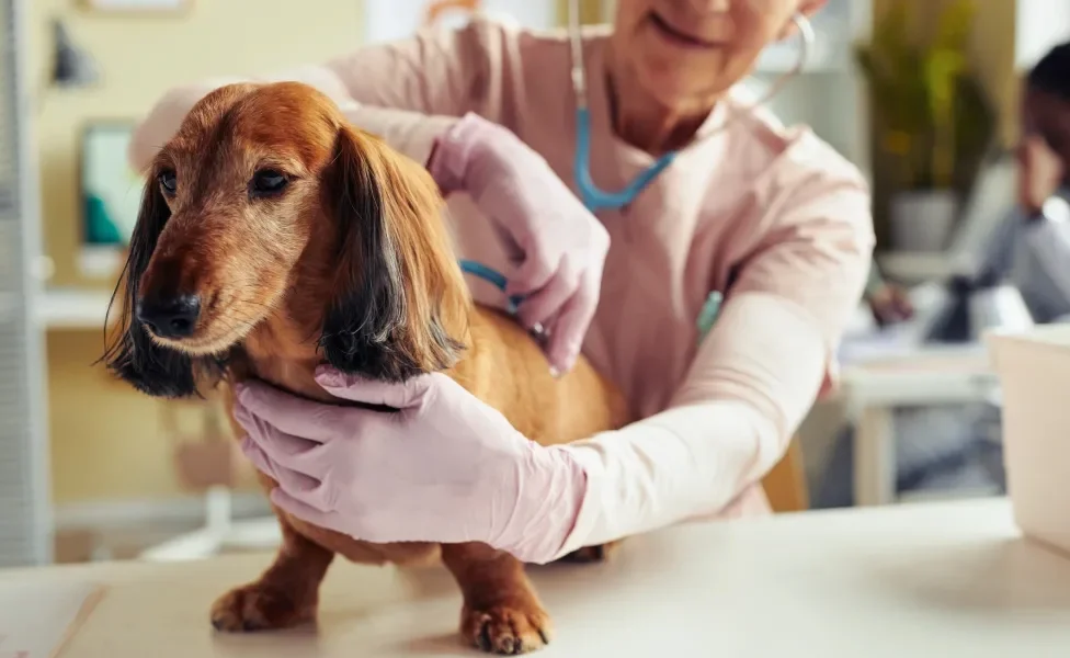 Cão sendo examinado pela veterinária no consultório