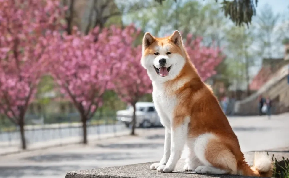 cachorro akita em cima de banco