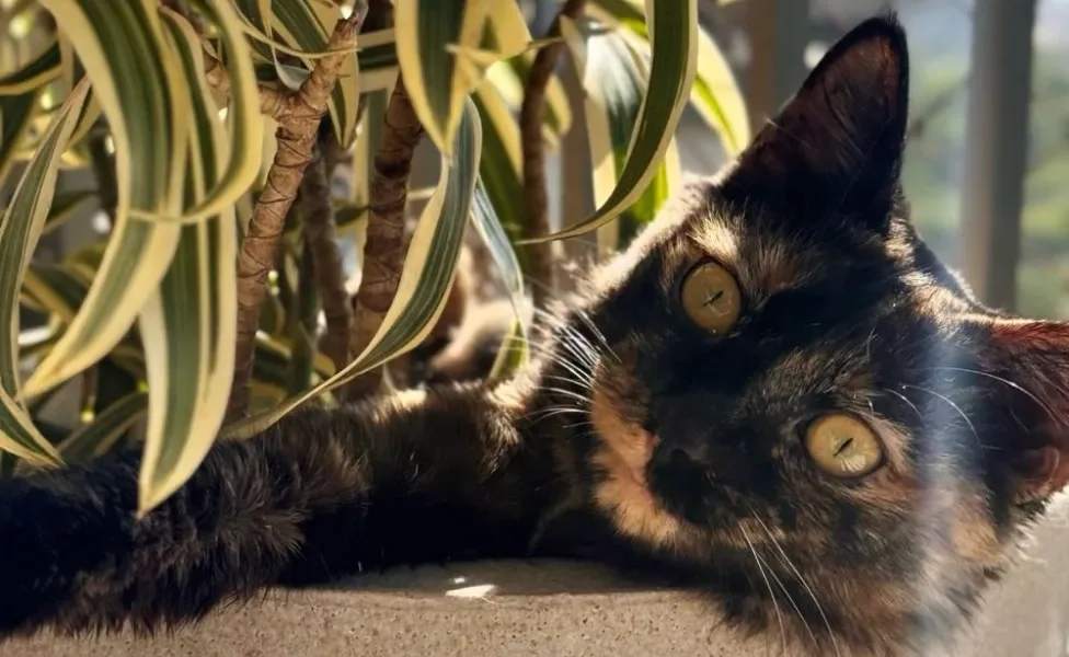 gato escaminha dentro de vaso de plantas