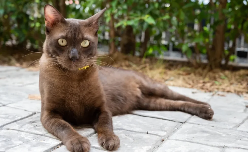 gato Havana Brown deitado 