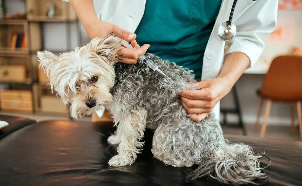 Cachorro tomando vacina pelas mãos de veterinário