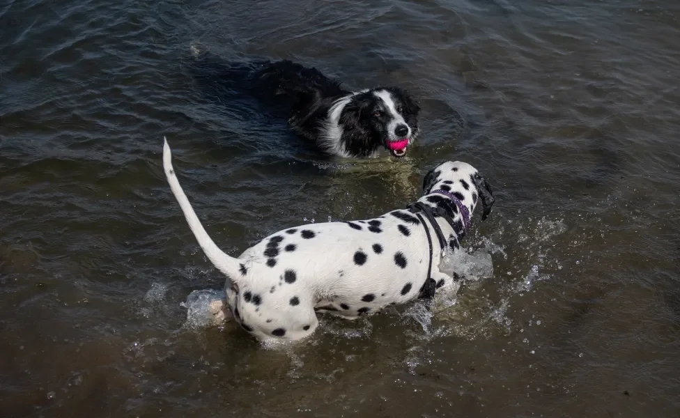 Dálmata e Border Collie nadando juntos