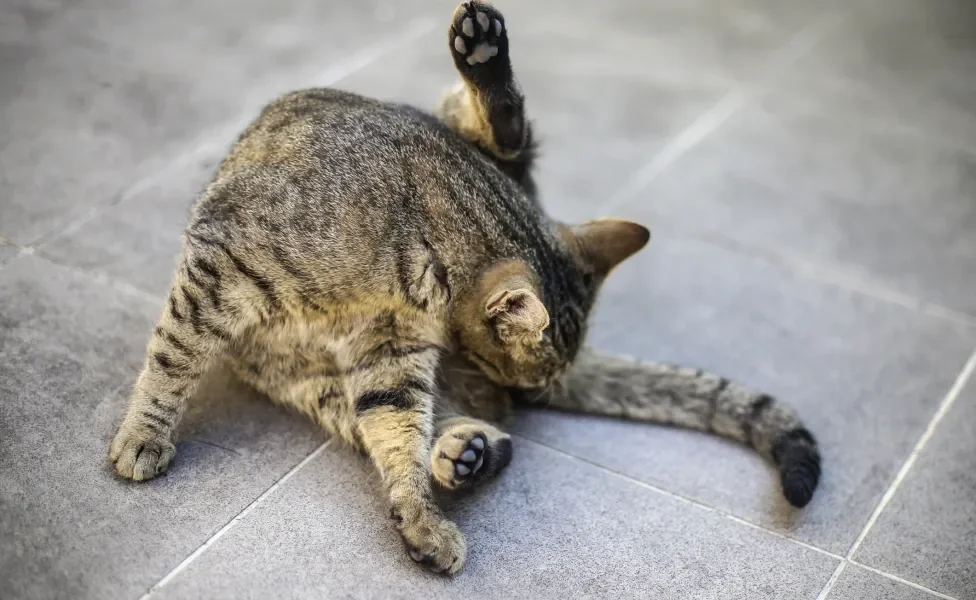 Gato sentado no chão e lambendo próximo do seu próprio rabo