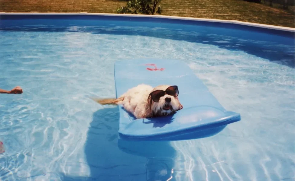 Cachorro usando óculos de sol em cima de boia na piscina