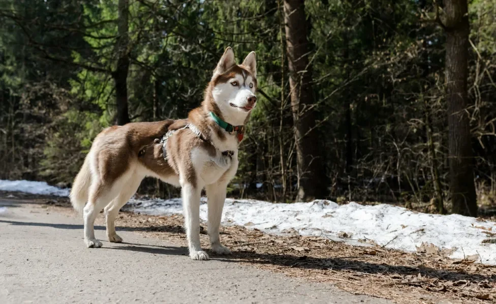 Husky Siberiano em pé ao ar livre