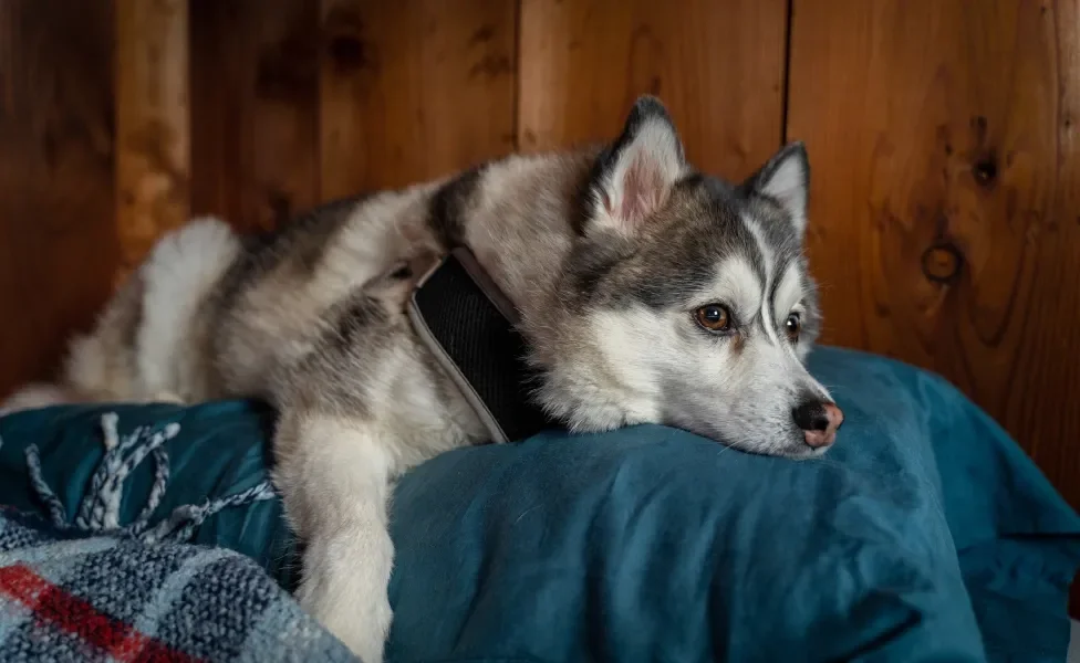 Husky Siberiano deitado em cima de travesseiro