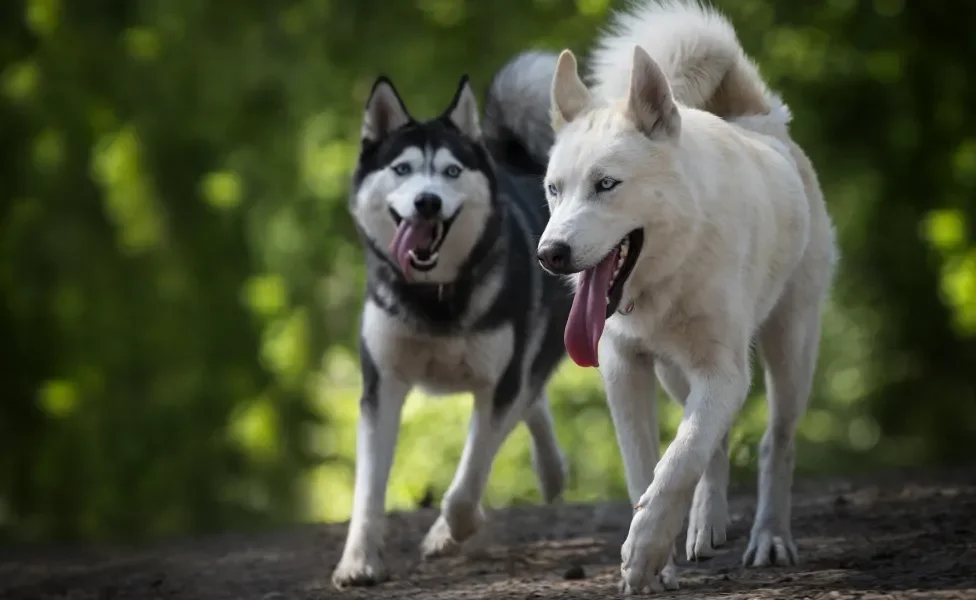 Dois cães Husky Siberiano correndo em bosque em dia ensolarado