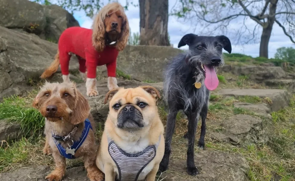 quatro cachorros de raças diferentes em um parque