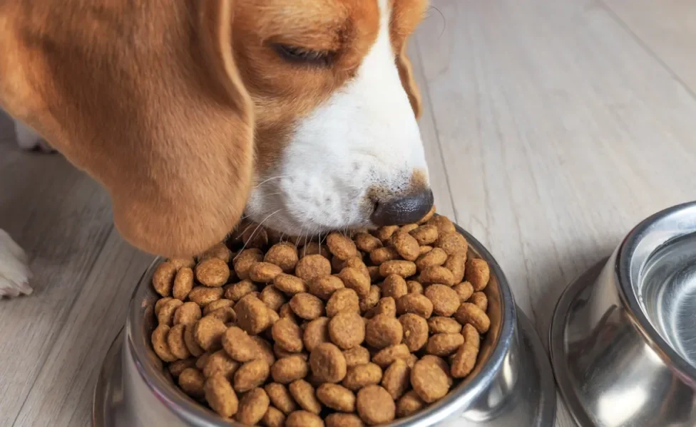 imunidade do cachorro: cão comendo ração para cachorro