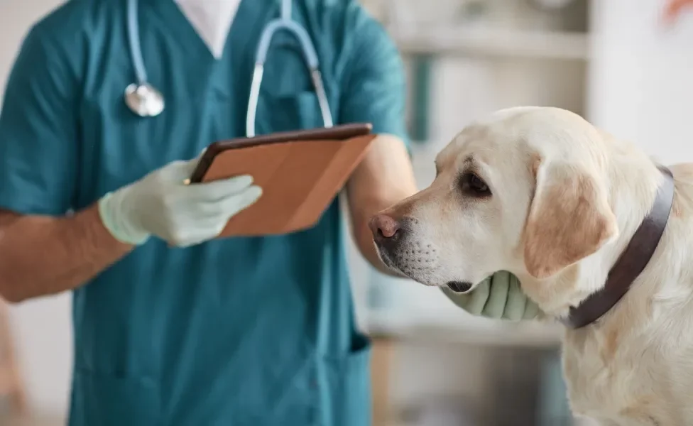 Veterinário ao fundo e cão Labrador amarelado em destaque