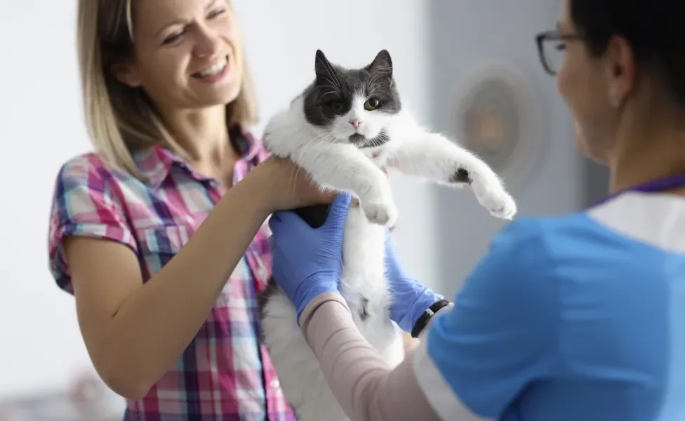 Tutora entregando gato branco e preto nas mãos de veterinária