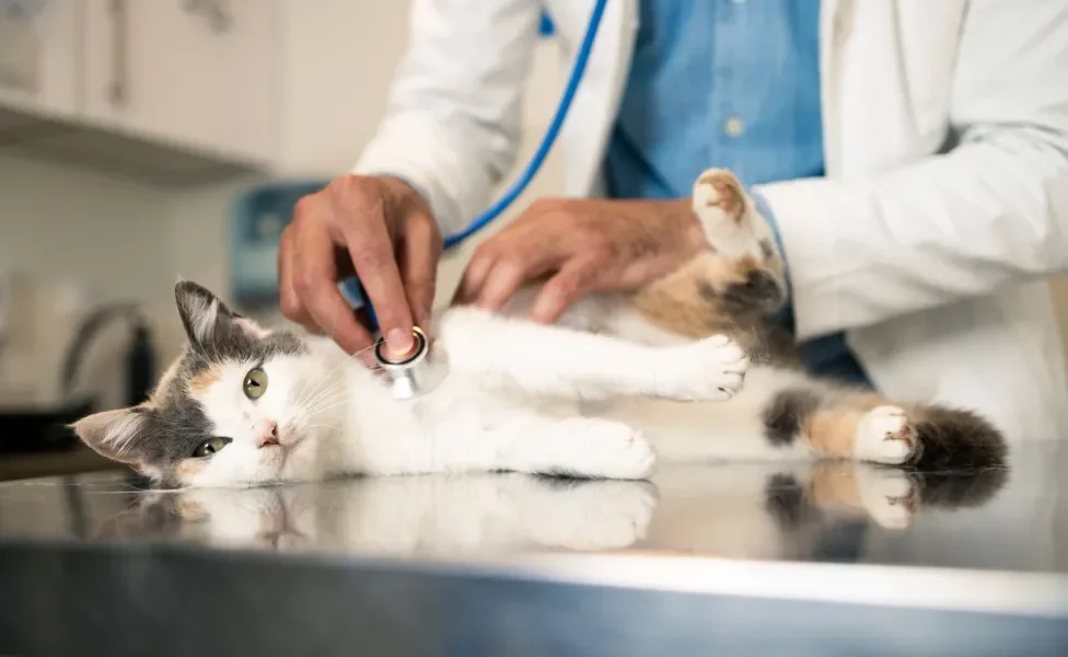 Gato sendo examinado por veterinário em consultório