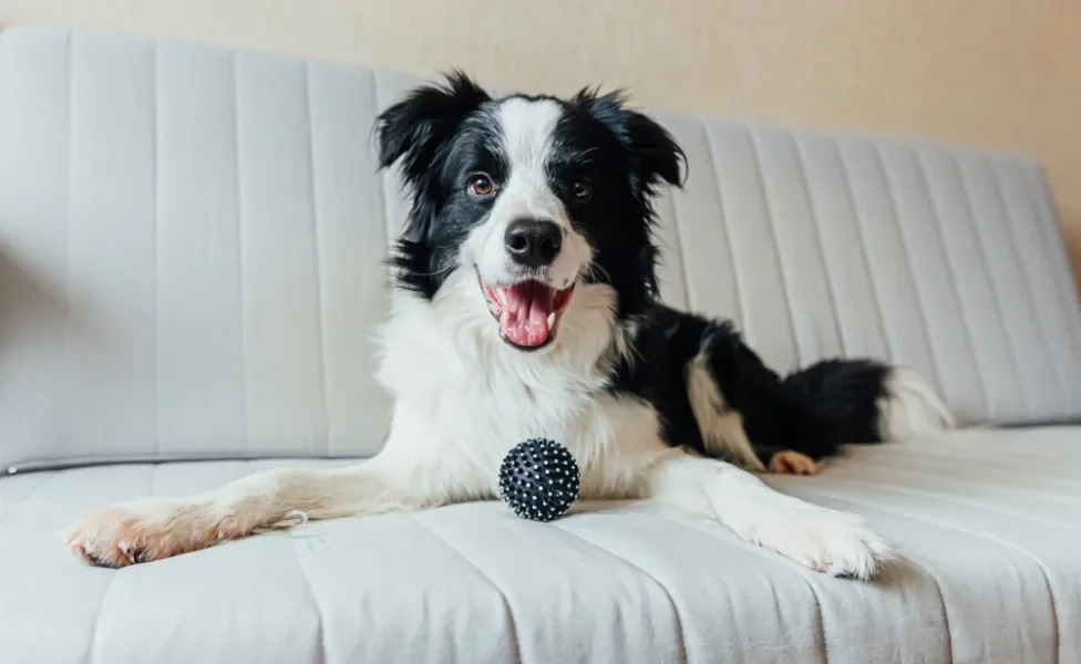 inteligência canina: cachorro border collie brincando no sofá