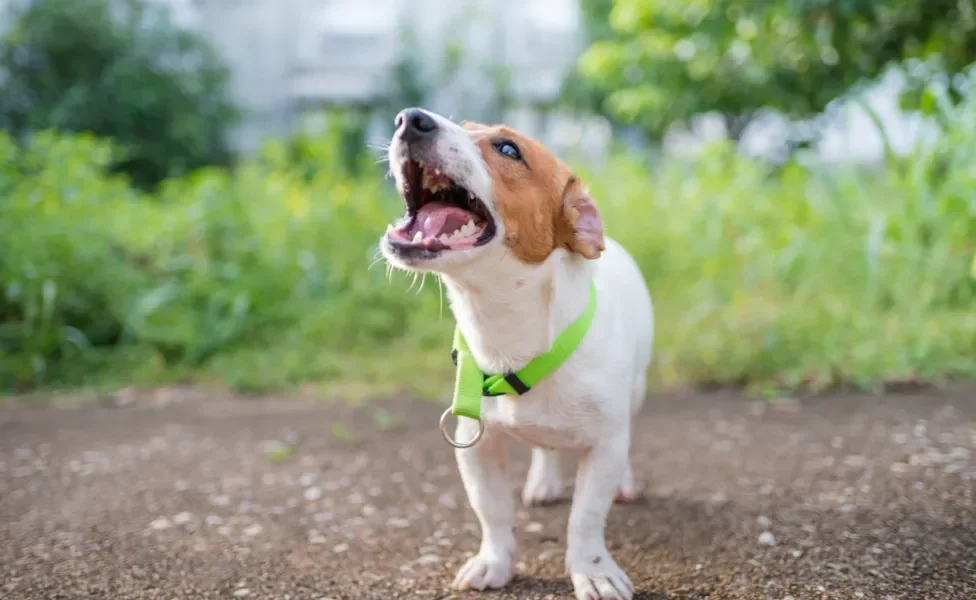 Jack Russel Terrier latindo