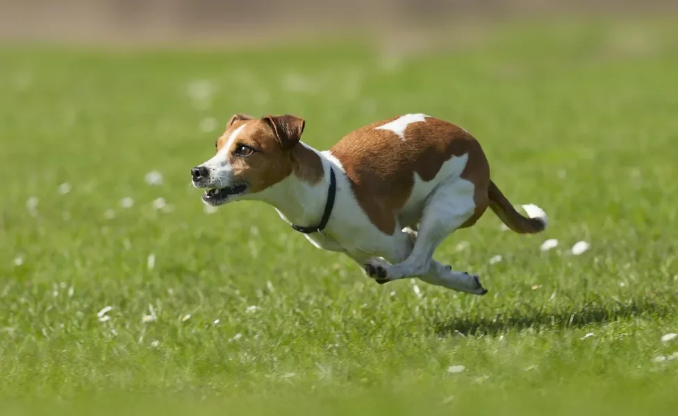 Jack Russel Terrier correndo ao ar livre