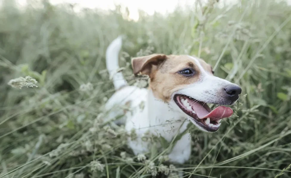 Cão Jack Russell Terrier correndo no mato