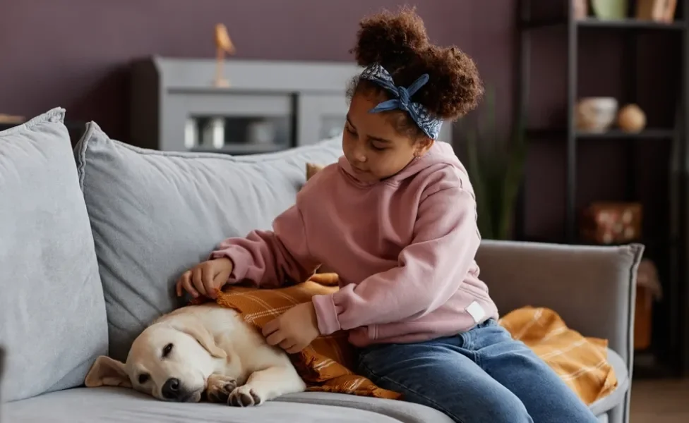 Labrador deitado no sofá recebendo carinho de criança