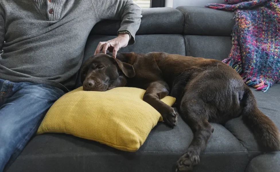 Labrador deitado no sofá