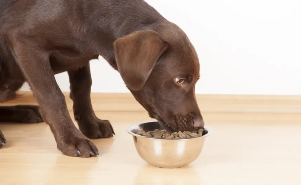 labrador marrom comendo no pote de ração