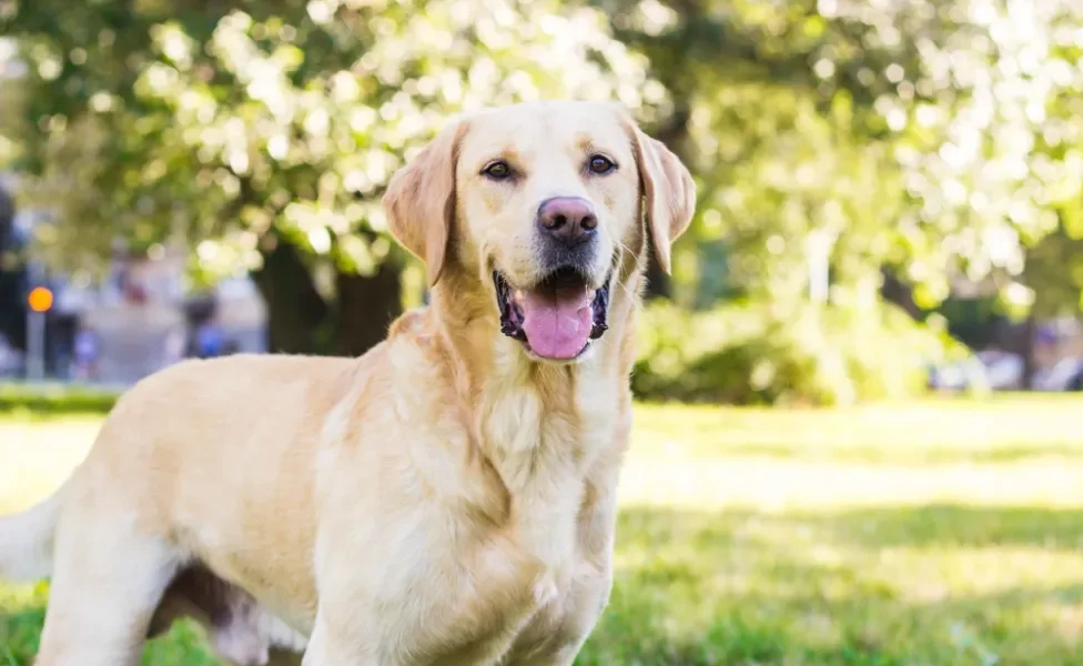 cachorro labrador com língua de fora no quintal