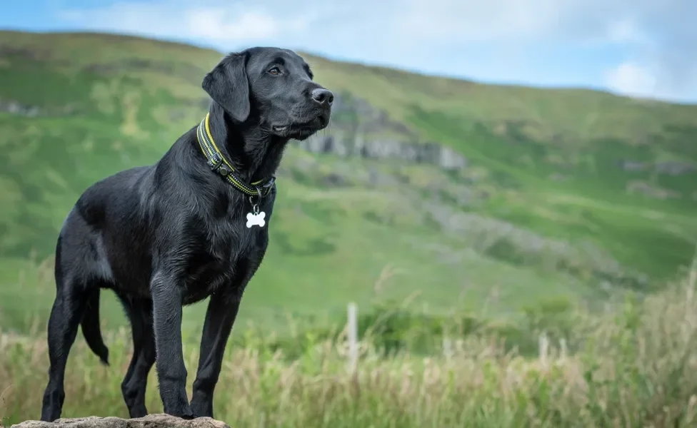 Labrador em pé em cima de pedra ao ar livre