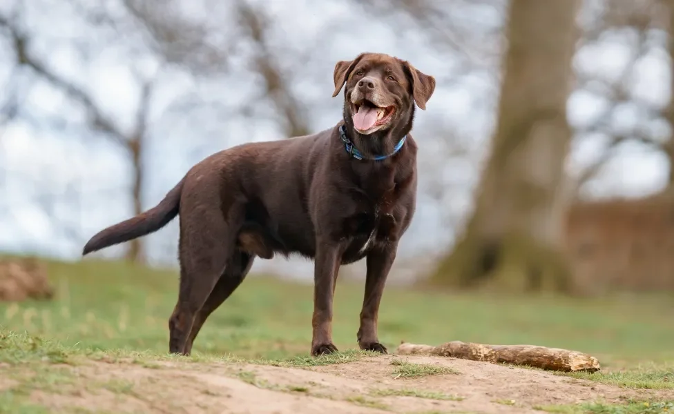 Labrador ao ar livre